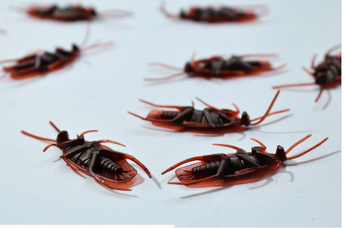 pest control